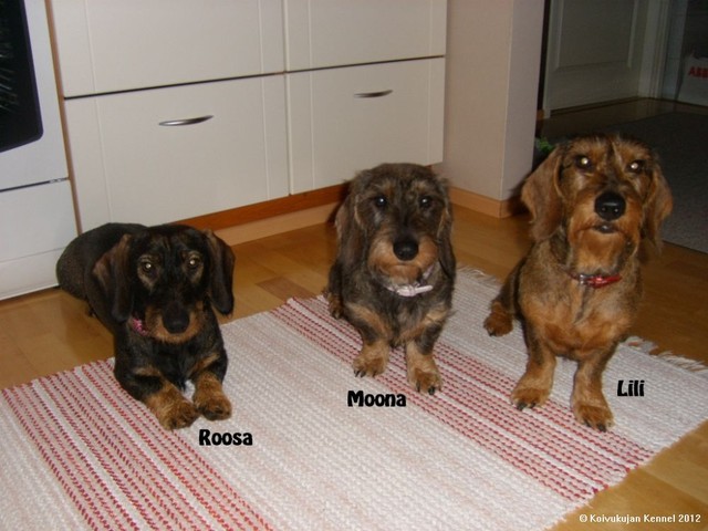 Terveiset Koivukujalta - Roosa, Moona ja Lili