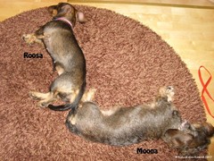 Roosa ja Moona