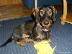 Roosa