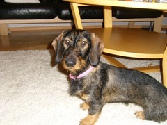 Roosa