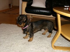 Roosa