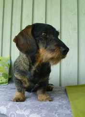 Pyry 6 vuotta 29.6.2013