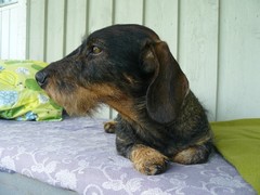Pyry 6 vuotta 29.6.2013