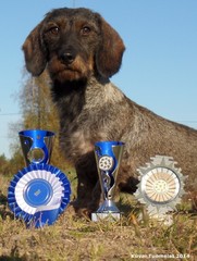 Musu - LUTB 42 pistettä ja lupaavimman koiran palkinto, Oulu 14.9.2014