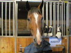 Rabina, opettajan hevonen