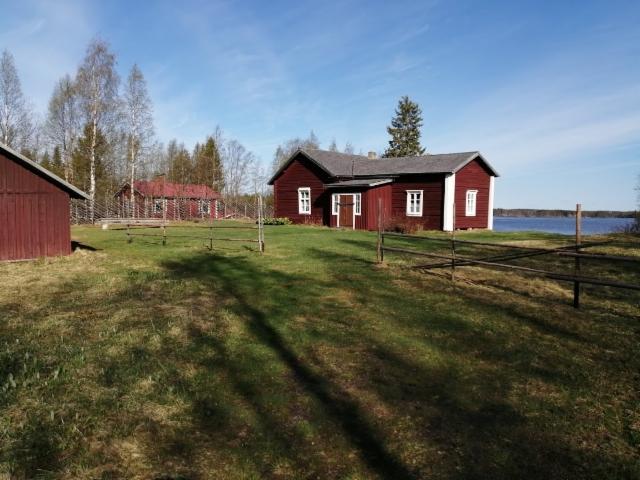 kotikuusi