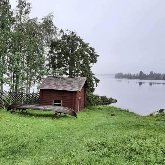 kotikuusi Paulan jäljiltä