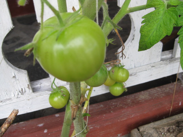 viimeiset tomaatit kypsymässä