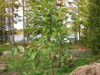 pirja-omenapuu kasvamassa