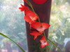 Miekkalija, gladiolus