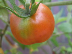 Tomaatit punertuvat