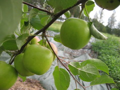 Pirja-omenoita 