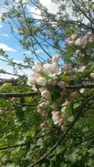 Omenapuun kukkia