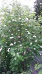 Pihlajapuu kukassa