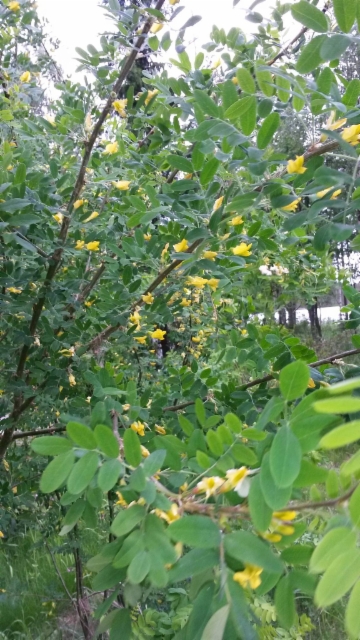 Siperianhernepensas kukkii