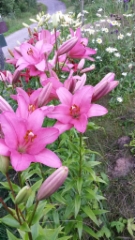 Vaaleanpunaiset liljat