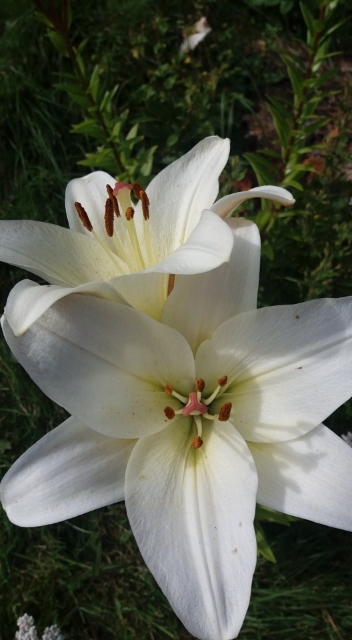 Valkoinen lilja