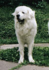 hugornik