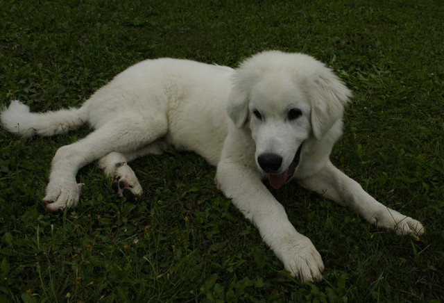 20100810_vinkupossuleikkia_iv_huilataani