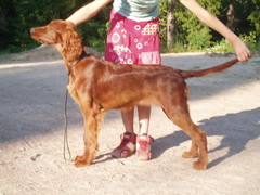 Ella 5,5 kk