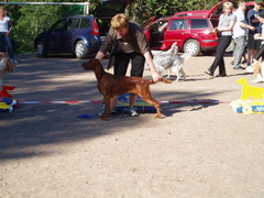 Missy BIS 2. pentu KSP:n Club Showssa 2007