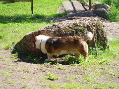 Taneli, FIN MVA RUS MVA LTUV-03 LTU MVA KANS MVA PIRTEK DITO D'ORO