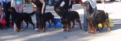 Kennel Groovin BIS 2. kasvattaja KSP:n Club Show 2007