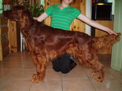 Tassu, Charmsett Bruno Benno