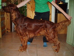 Tassu, Charmsett Bruno Benno