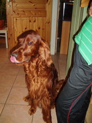 Tassu 