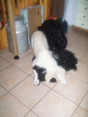 Sani, Mindi ja alimmaisena Tessu