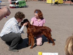 Taavi eka "oikea" pentun&auml;yttely 4.5.2008