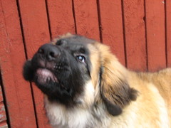"Hei, m&auml; puhun sulle!"