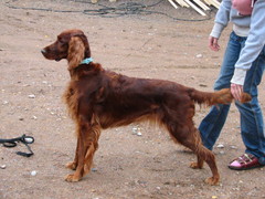 Nicky (Charmsett Bright Melody)