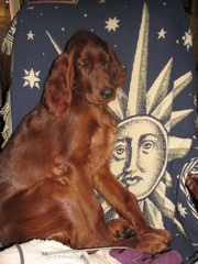 nelli 004