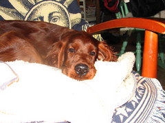 nelli 016