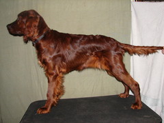 Nelli 6 kk