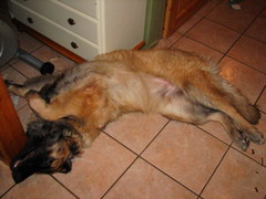 winterday 02-2009 001