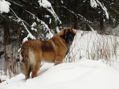 winterday 02-2009 030