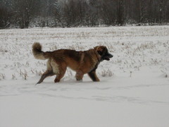 winterday 02-2009 011