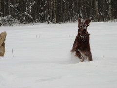 winterday 02-2009 092