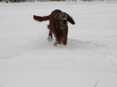 winterday 02-2009 093
