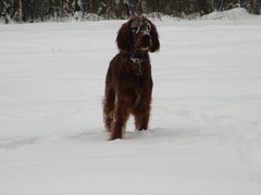 winterday 02-2009 095