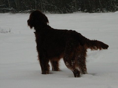 winterday 02-2009 053