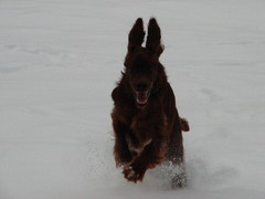 winterday 02-2009 063
