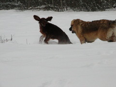 winterday 02-2009 083