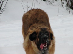 winterday 02-2009 130