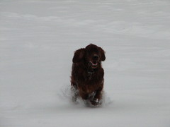 winterday 02-2009 137