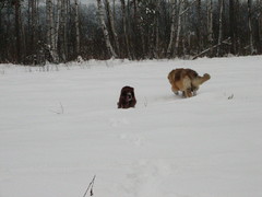winterday 02-2009 105