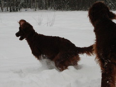 winterday 02-2009 110